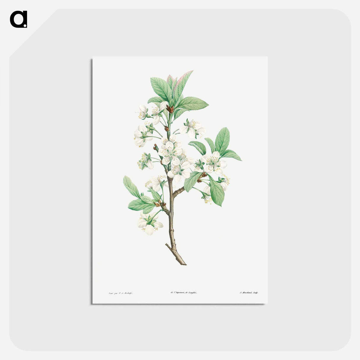 アートポストカード-Plum Flower - ピエール ジョゼフ ルドゥーテ Postcard.