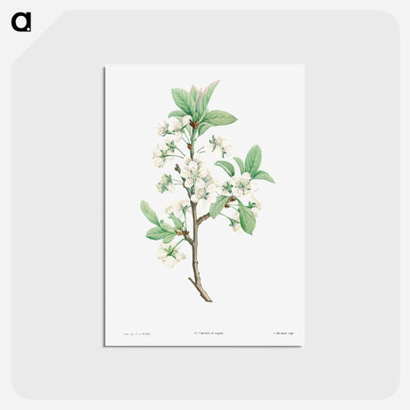 アートポストカード-Plum Flower - ピエール ジョゼフ ルドゥーテ Postcard.