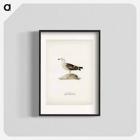 アートポスター-Great Black-Backed Gull
 - スヴェンスカ フォグラル Poster.