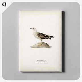 アートパネル-Great Black-Backed Gull
 - スヴェンスカ フォグラル Canvas.