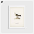 アートポストカード-Great Black-Backed Gull
 - スヴェンスカ フォグラル Postcard.