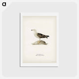 アートポストカード-Great Black-Backed Gull
 - スヴェンスカ フォグラル Postcard.
