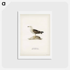 アートポストカード-Great Black-Backed Gull
 - スヴェンスカ フォグラル Postcard.