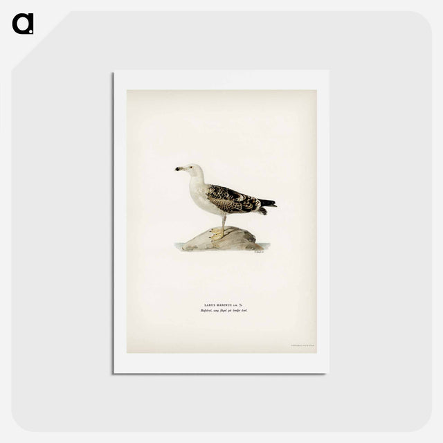 アートポストカード-Great Black-Backed Gull
 - スヴェンスカ フォグラル Postcard.
