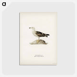 アートポストカード-Great Black-Backed Gull
 - スヴェンスカ フォグラル Postcard.