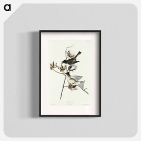 アートポスター-Pewit Flycatcher from Birds of America
 - アメリカの鳥たち Poster.