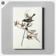 アートパネル-Pewit Flycatcher from Birds of America
 - アメリカの鳥たち Canvas.