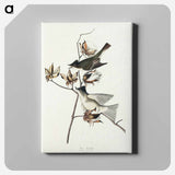 アートパネル-Pewit Flycatcher from Birds of America
 - アメリカの鳥たち Canvas.