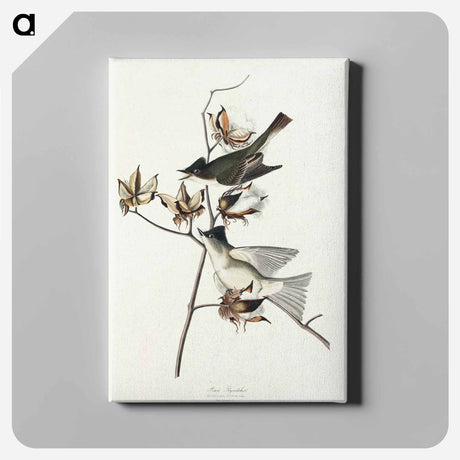 アートパネル-Pewit Flycatcher from Birds of America
 - アメリカの鳥たち Canvas.