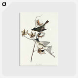 アートポストカード-Pewit Flycatcher from Birds of America
 - アメリカの鳥たち Postcard.