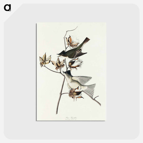 アートポストカード-Pewit Flycatcher from Birds of America
 - アメリカの鳥たち Postcard.