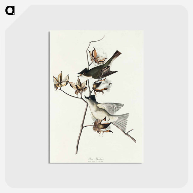 アートポストカード-Pewit Flycatcher from Birds of America
 - アメリカの鳥たち Postcard.