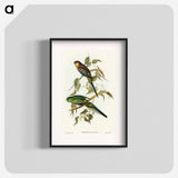 アートポスター-Many-coloured Parakeet
 - オーストラリアの鳥 Poster.