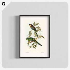 アートポスター-Many-coloured Parakeet
 - オーストラリアの鳥 Poster.