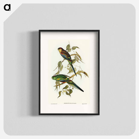 アートポスター-Many-coloured Parakeet
 - オーストラリアの鳥 Poster.