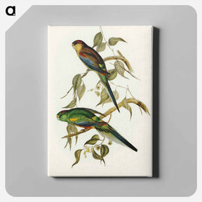 アートパネル-Many-coloured Parakeet
 - オーストラリアの鳥 Canvas.