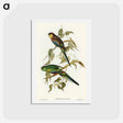 アートポストカード-Many-coloured Parakeet
 - オーストラリアの鳥 Postcard.