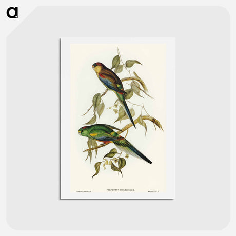 アートポストカード-Many-coloured Parakeet
 - オーストラリアの鳥 Postcard.