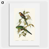 アートポスター-Many-coloured Parakeet
 - オーストラリアの鳥 Poster.