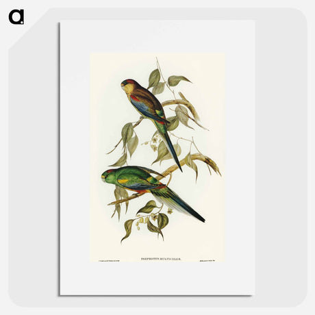 アートポスター-Many-coloured Parakeet
 - オーストラリアの鳥 Poster.
