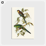 アートポストカード-Many-coloured Parakeet
 - オーストラリアの鳥 Postcard.
