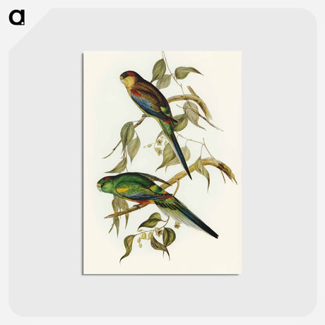 アートポストカード-Many-coloured Parakeet
 - オーストラリアの鳥 Postcard.