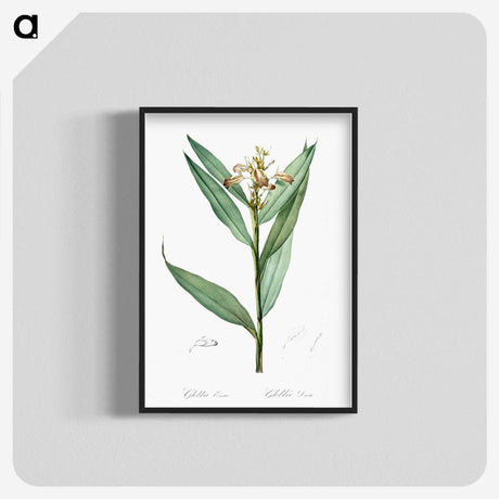 3-44_The-Lilies_blk-crop