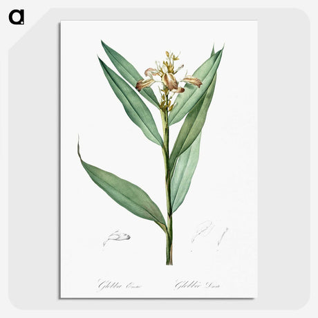 3-44_The-Lilies_picture-crop