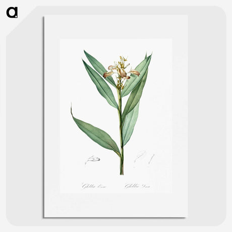 3-44_The-Lilies_picture