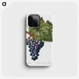 3-44_Treatise-on-Trees-and-Shrubs_phone