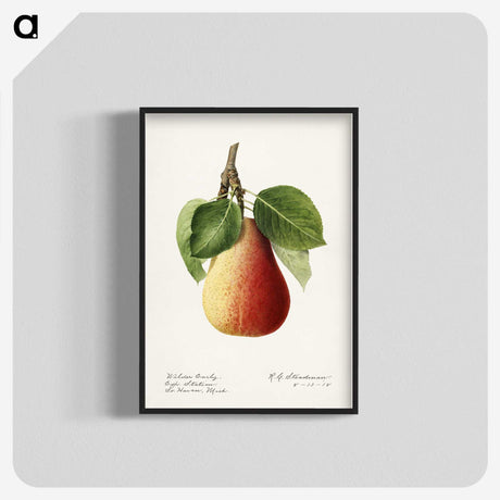 3-44_USDA-Watercolor-Fruit-Painting-Collection_blk-crop