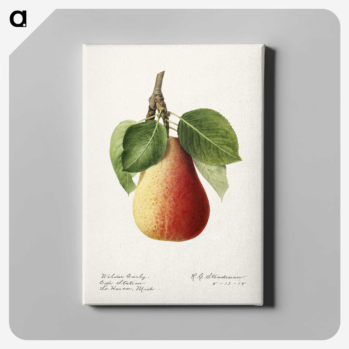3-44_USDA-Watercolor-Fruit-Painting-Collection_canvas
