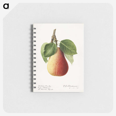 3-44_USDA-Watercolor-Fruit-Painting-Collection_memo