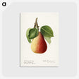 3-44_USDA-Watercolor-Fruit-Painting-Collection_postcard