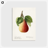 3-44_USDA-Watercolor-Fruit-Painting-Collection_postcard