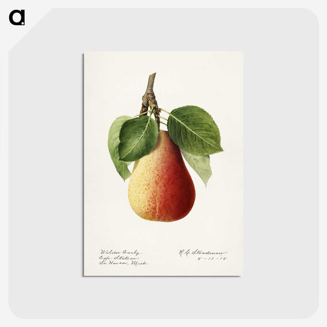 3-44_USDA-Watercolor-Fruit-Painting-Collection_postcard