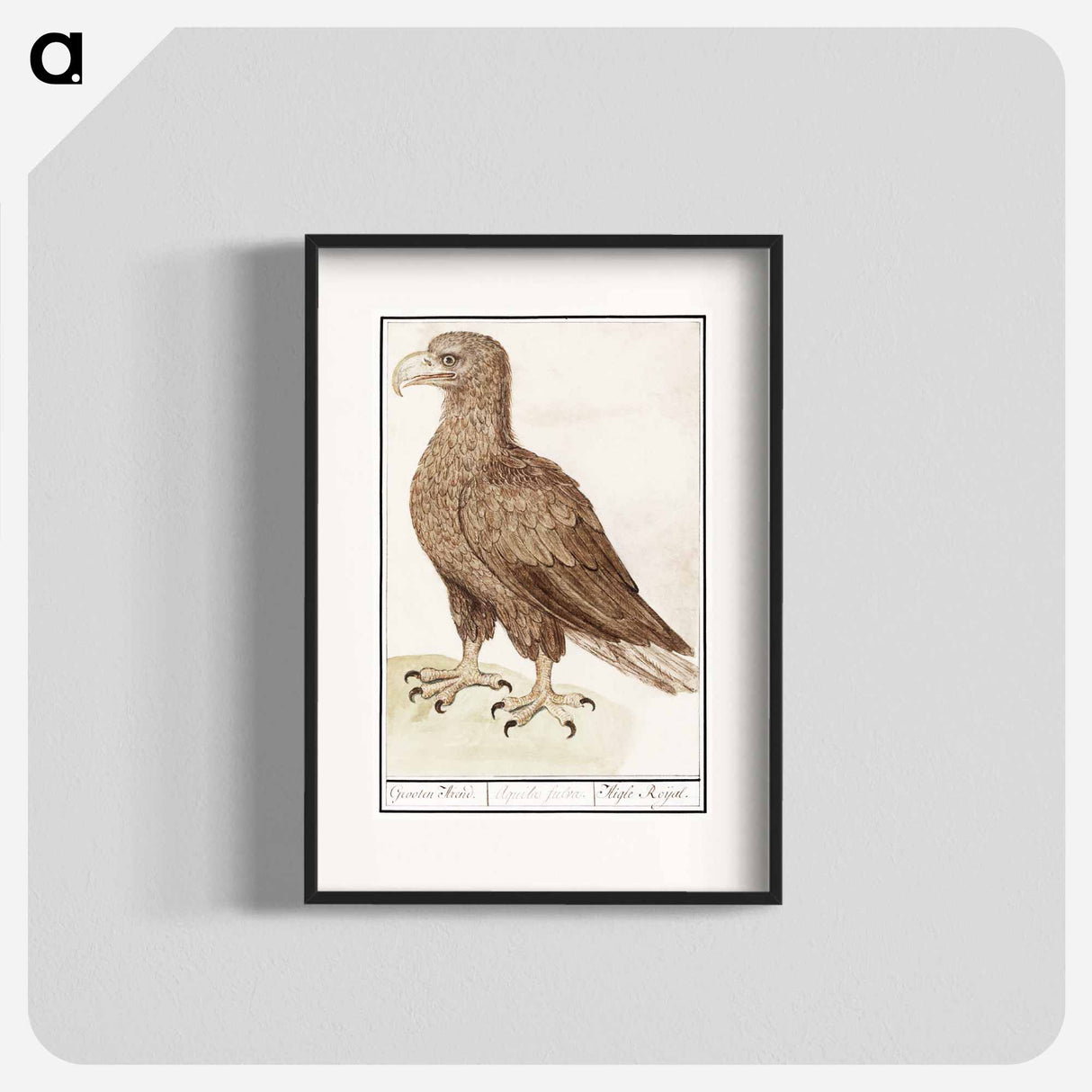 White-tailed eagle - アンセルムス ボエティウス デ ブート Poster.