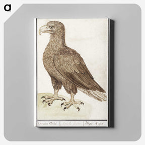 3-45_Anselmus-Boetius-de-Boodt_canvas