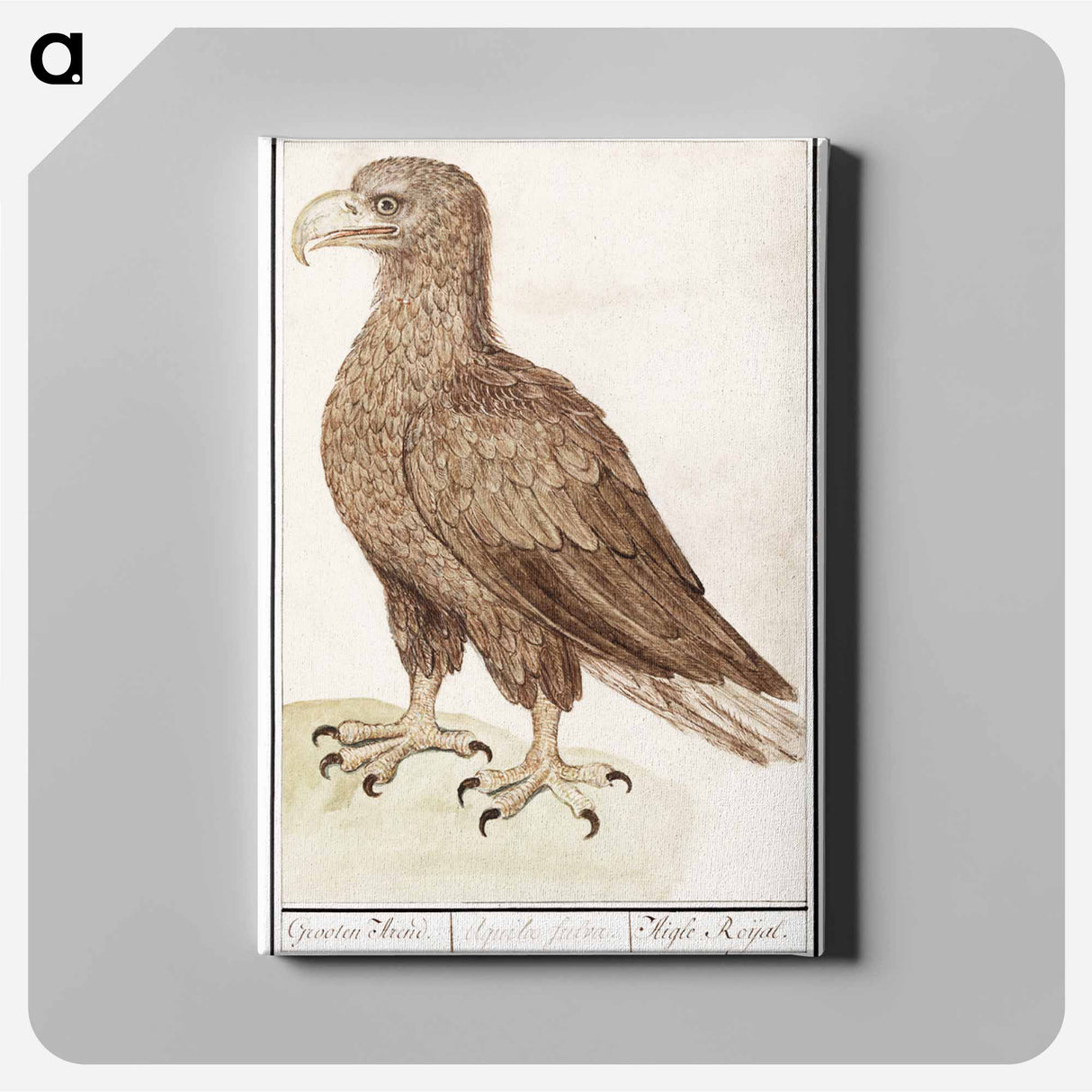 White-tailed eagle - アンセルムス ボエティウス デ ブート Canvas.