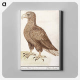 White-tailed eagle - アンセルムス ボエティウス デ ブート Canvas.