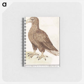 アートメモ帳-White-tailed eagle - アンセルムス ボエティウス デ ブート Memo.