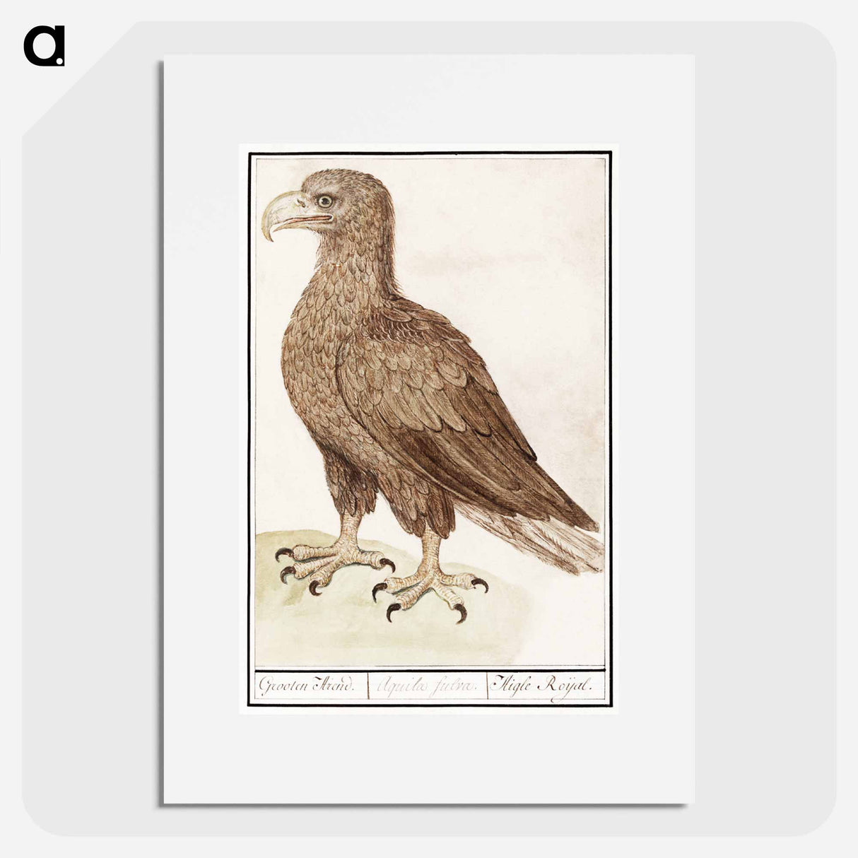 White-tailed eagle - アンセルムス ボエティウス デ ブート Poster.