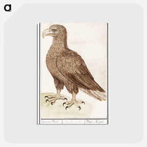 アートポストカード-White-tailed eagle - アンセルムス ボエティウス デ ブート Postcard.
