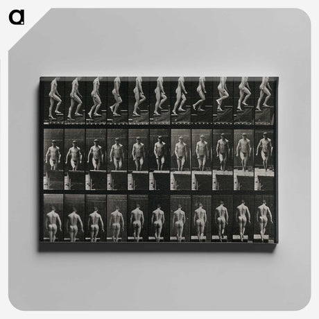 3-45_Eadweard-Muybridge_canvas