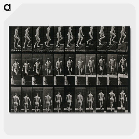 3-45_Eadweard-Muybridge_picture-crop
