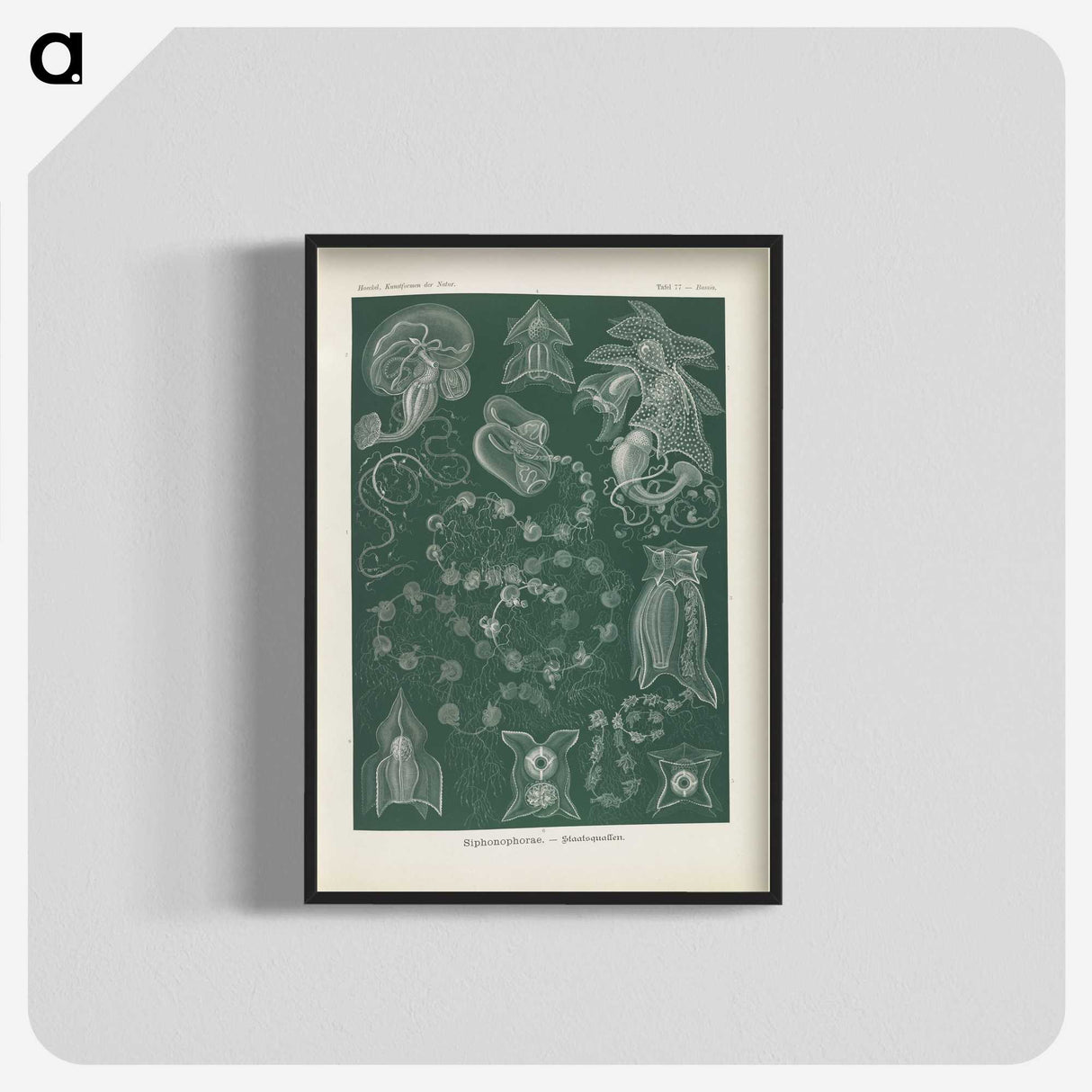 3-45_Ernst-Haeckel_blk-crop