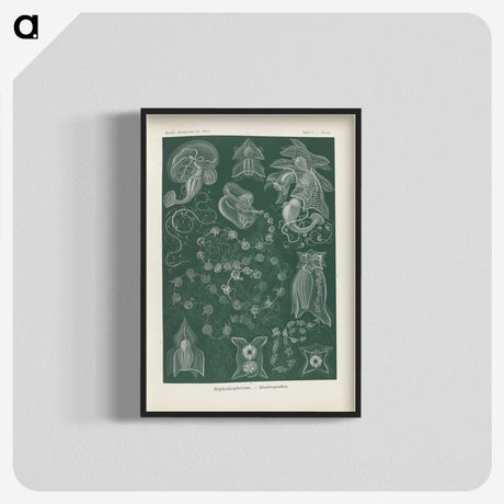 3-45_Ernst-Haeckel_blk-crop