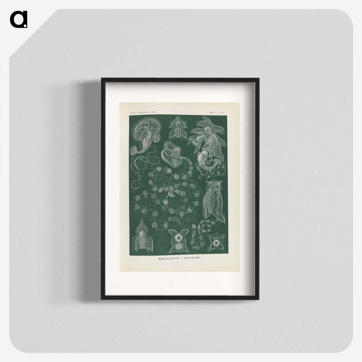 3-45_Ernst-Haeckel_blk