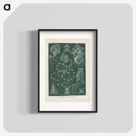 3-45_Ernst-Haeckel_blk