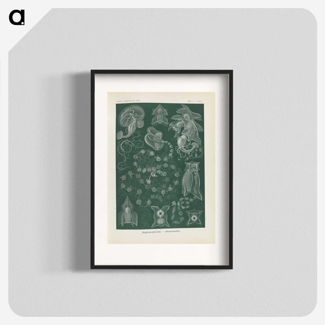 3-45_Ernst-Haeckel_blk